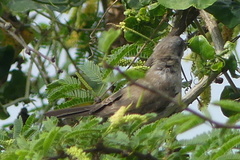Argya striata