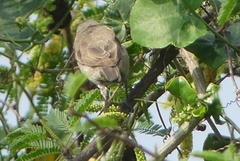 Argya striata