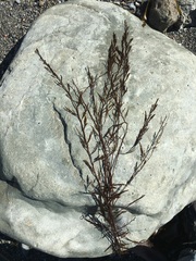 Desmarestia latifrons