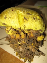 Boletus orovillus