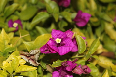 Bougainvillea