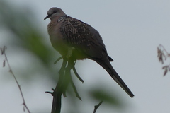 Streptopelia chinensis