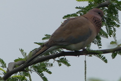 Streptopelia senegalensis