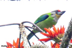 Psilopogon franklinii