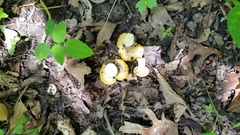 Cantharellus phasmatis