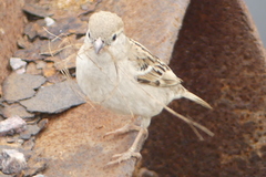 Passer domesticus
