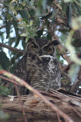 Bubo virginianus