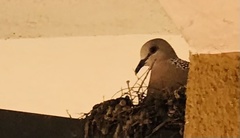 Streptopelia chinensis