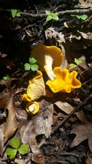 Cantharellus phasmatis