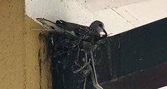 Streptopelia chinensis