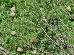 Ploceus cucullatus spilonotus