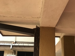 Streptopelia chinensis