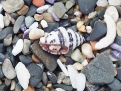 Engina zonalis