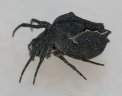 Socca senicaudata
