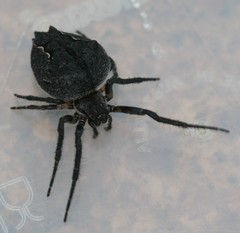 Socca senicaudata