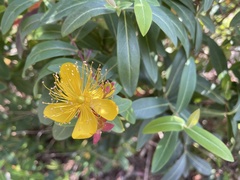 Hypericum monogynum