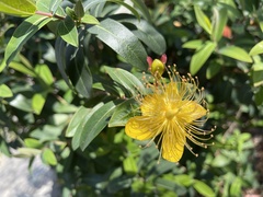 Hypericum monogynum