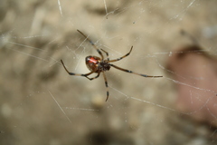 Latrodectus geometricus