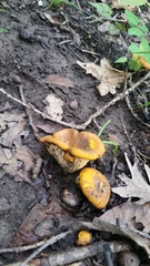 Cantharellus phasmatis