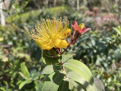 Hypericum monogynum