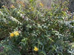 Hypericum monogynum