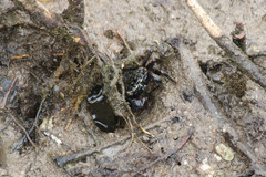 Metopograpsus frontalis