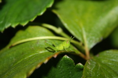 Schistocerca nitens