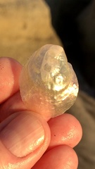 Pododesmus macrochisma