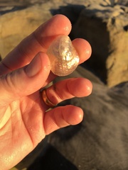 Pododesmus macrochisma