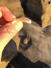 Pododesmus macrochisma