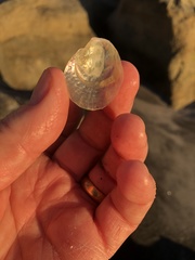 Pododesmus macrochisma