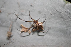 Latrodectus geometricus
