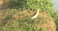 Ardeola grayii