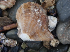 Pteriidae