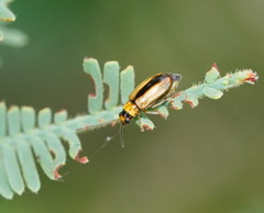 Monolepta subsuturalis
