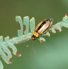 Monolepta subsuturalis