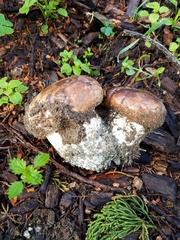 Agaricus lilaceps