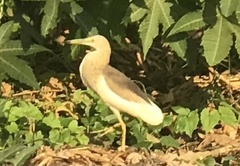 Ardeola grayii