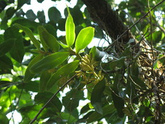 Robiquetia gracilistipes