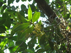 Robiquetia gracilistipes