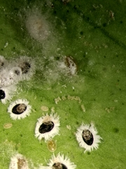 Aleyrodidae