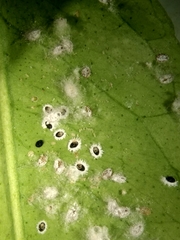 Aleyrodidae