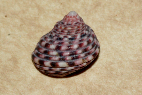 Lipped Periwinkle