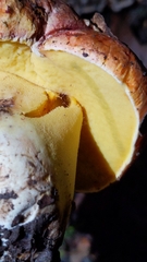 Butyriboletus querciregius