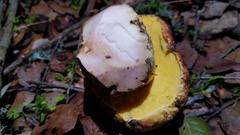 Butyriboletus querciregius