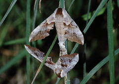 Smerinthus saliceti