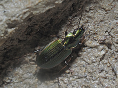Agonum marginatum