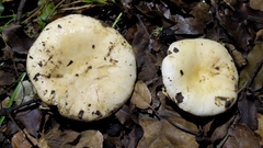 Russula basifurcata