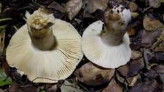 Russula basifurcata