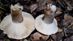 Russula basifurcata